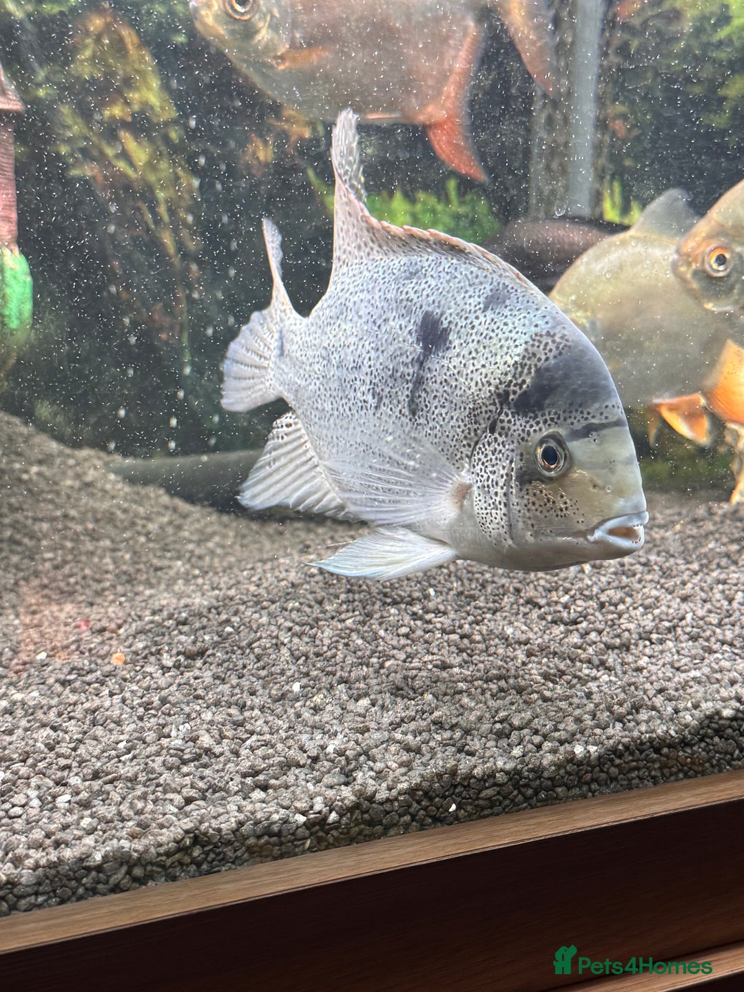 Cichlids fish for sale: Vieja argentea Cichlid  - Advert 2