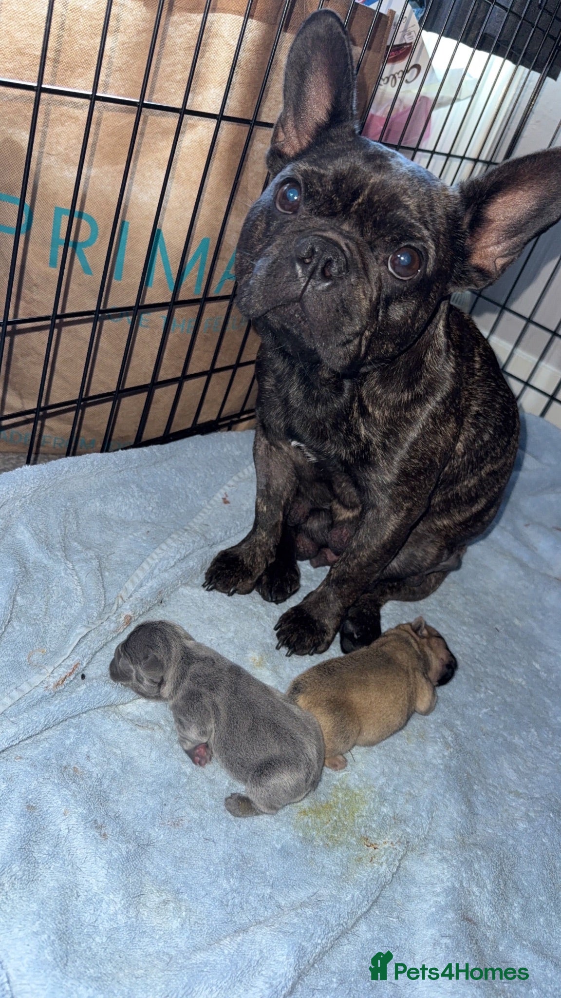 French Bulldog dogs french bulldogs - Advert 1