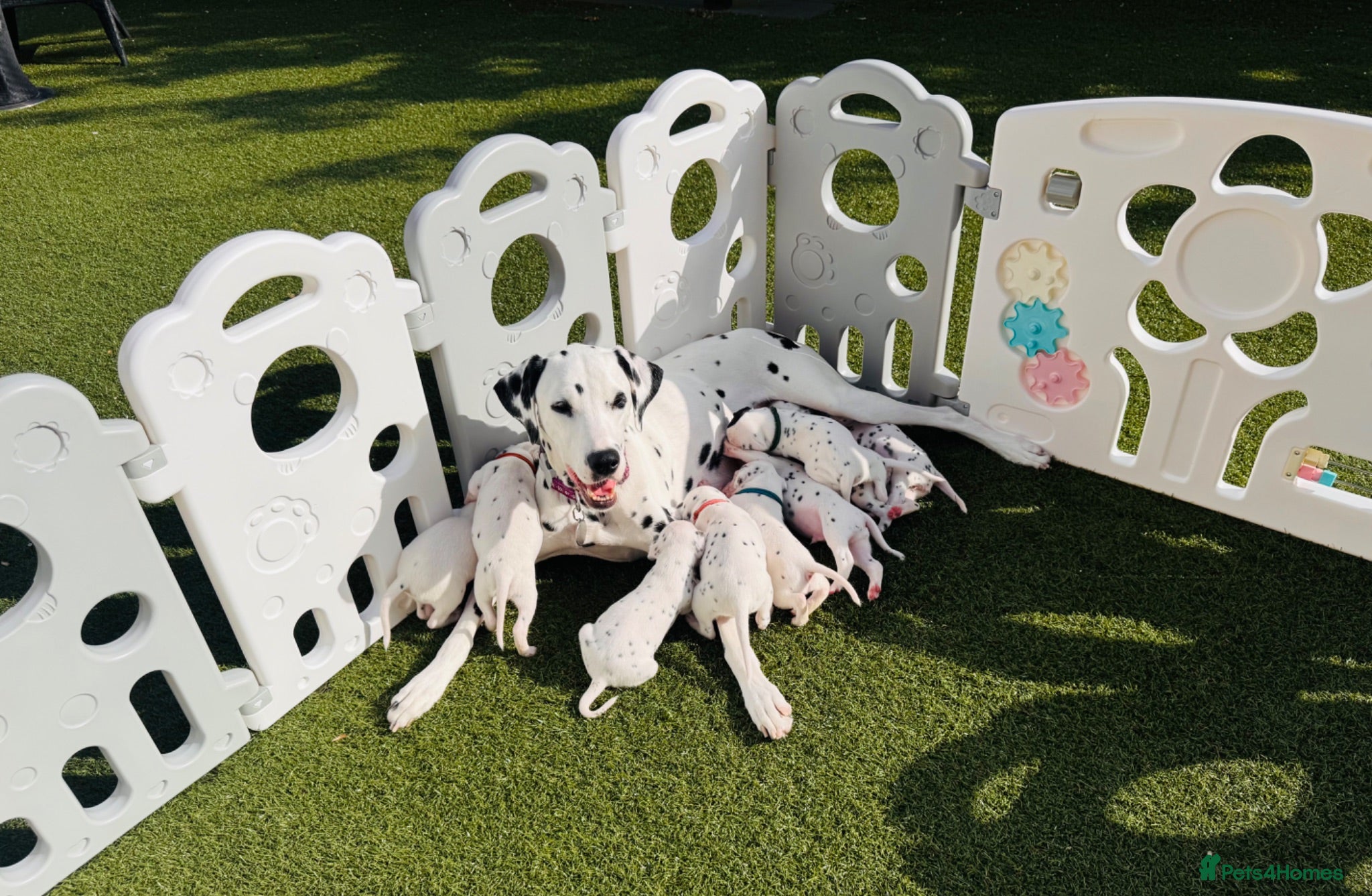 Dalmatian dogs Outstanding KC Registered Dalmatian Puppies - Advert 5