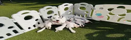 Dalmatian dogs for sale: 🖤 Ready now ONE BOY LEFT Dalmatian Puppies 🖤 - Advert 10
