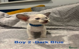 Siamese cats for sale: ✨Gorgeous GCCF registered kittens✨ - Image 4