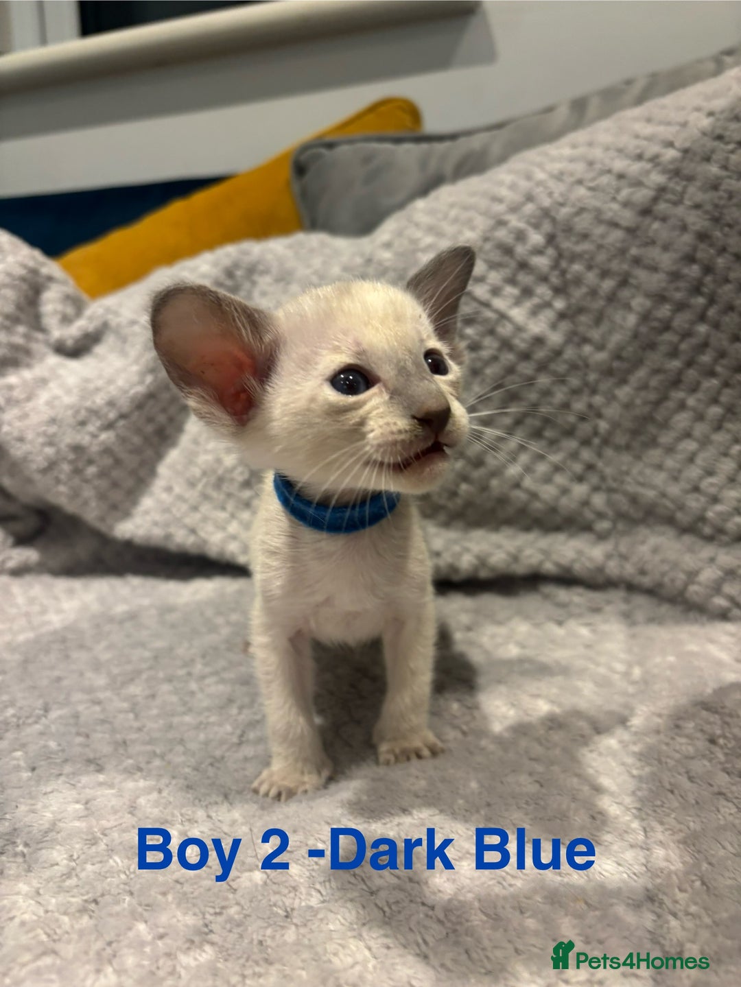Siamese cats for sale: ✨Gorgeous GCCF registered kittens✨ - Image 4
