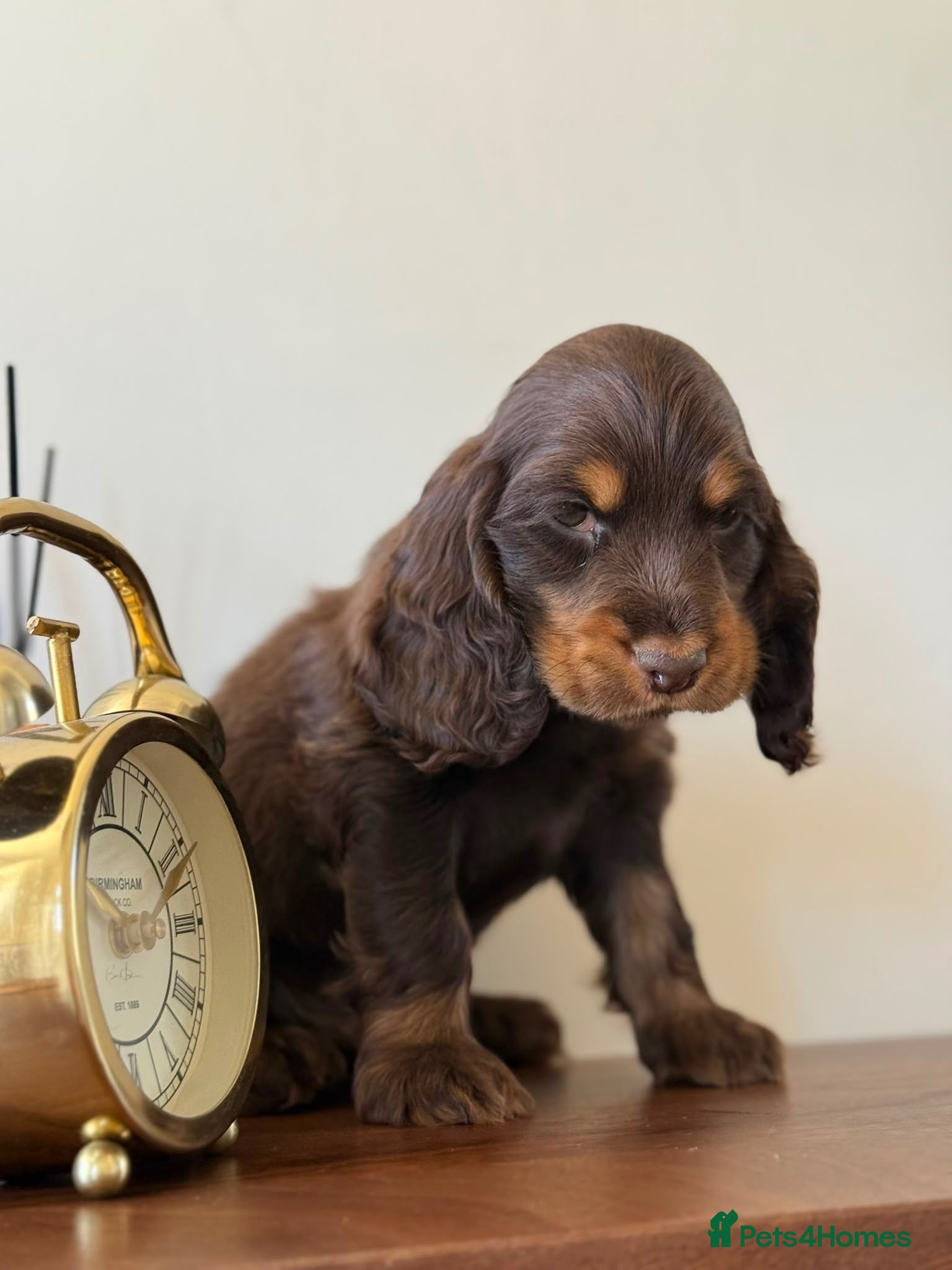 Cocker Spaniel dogs Show type cocker spaniels  - Advert 10