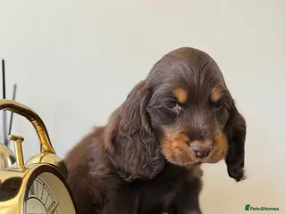 Cocker Spaniel dogs Show type cocker spaniels - Advert 10
