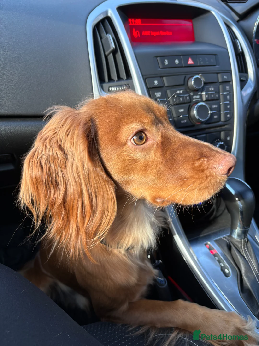 Cocker Spaniel dogs for sale: 1 year old male cocker spaniel  in Basingstoke - Advert 1