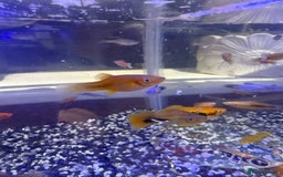 Platies fish for sale: Platy and danios - Image 3