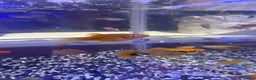 Platies fish for sale: Platy and danios - Advert 3