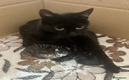 Mixed Breed cats for sale: Beautiful male tabby - Image 4
