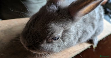 Netherland Dwarf rabbits - Advert 2