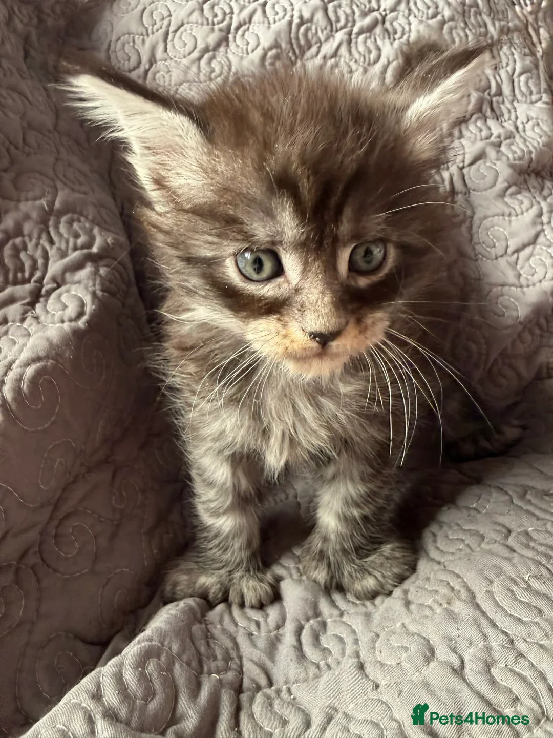 Maine Coon cats for sale: Stunning Polydactyl Maine Coon Kittens for Sale  - Advert 8