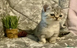 British Shorthair cats for sale: (READY NOW)EXCEPTIONAL PURE BREED BSH - Image 15