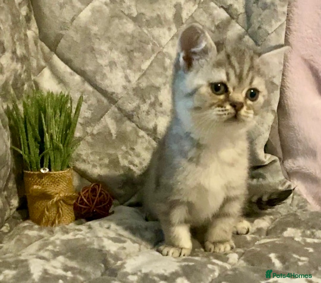 British Shorthair cats for sale: (READY NOW)EXCEPTIONAL PURE BREED BSH - Image 15