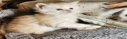 Maine Coon cats for sale: Maine Coon Kittens ready April - Advert 21