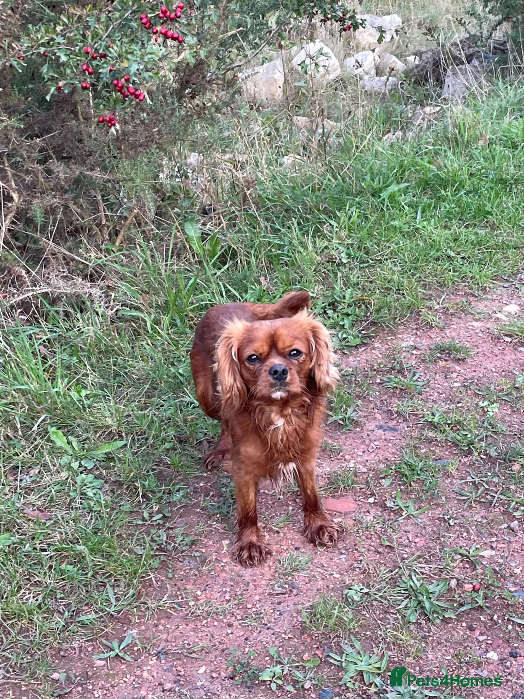 Cavalier King Charles Spaniel dogs for stud: cavalier for stud in Doncaster - Advert 4