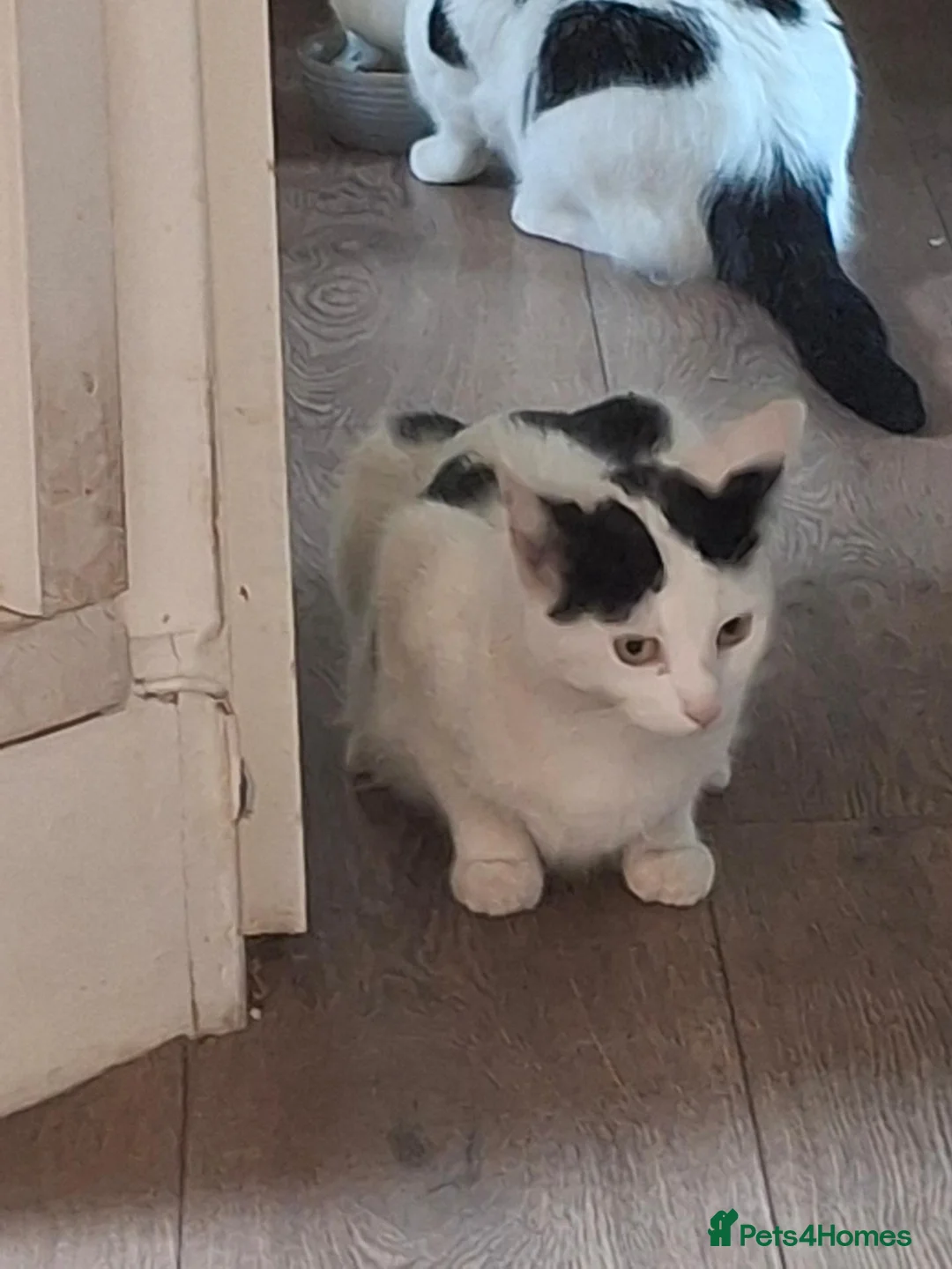 Mixed Breed cats for sale: 🐾 Tina & Nina — Pair of Beautiful Ragdoll-Cross  - Advert 5