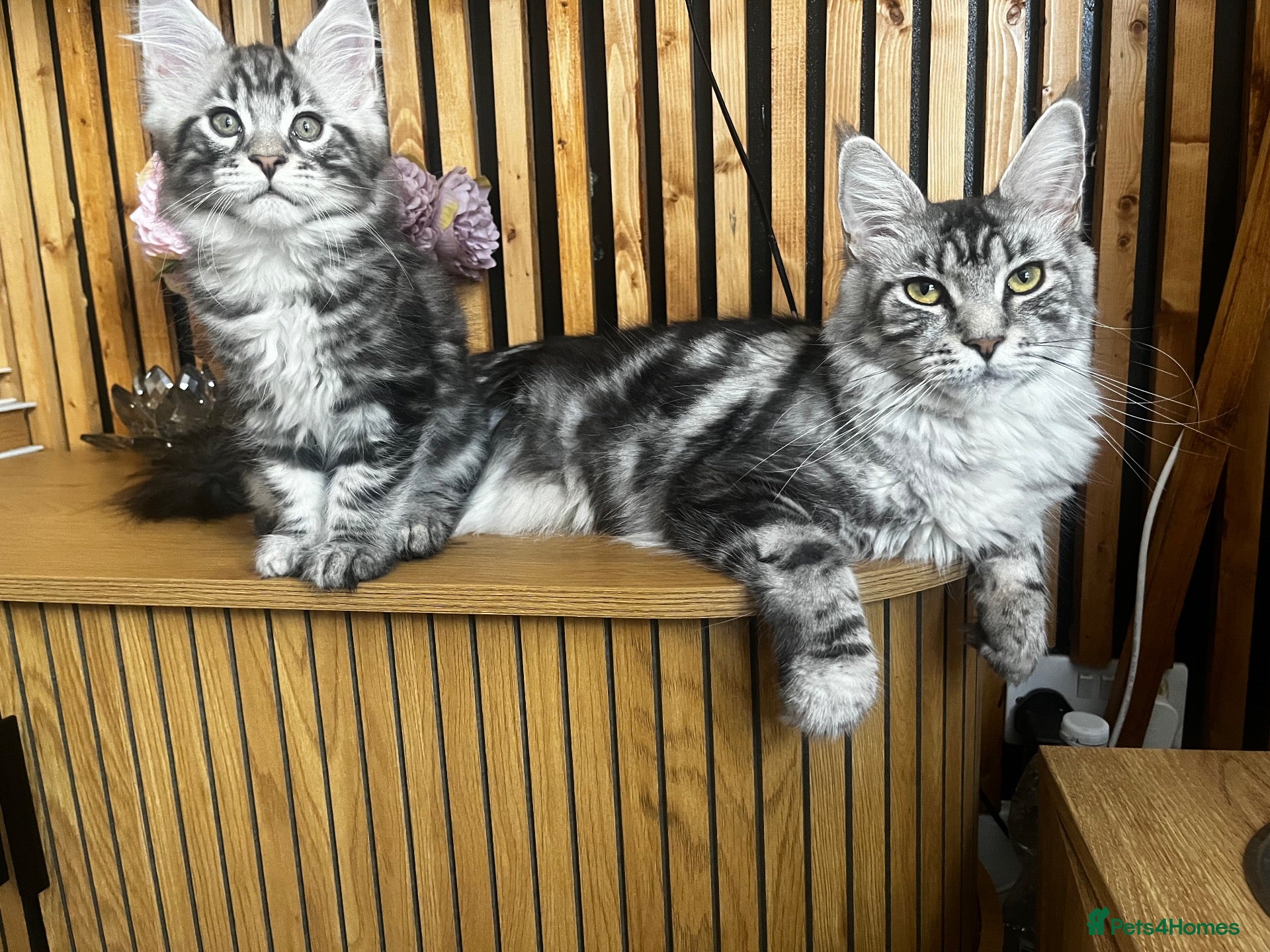 Maine Coon cats Mulberry’s marvellous creations ❤️ - Advert 5