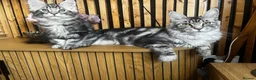 Maine Coon cats for sale: Mulberry’s marvellous creations ❤️ in Lowestoft - Advert 1