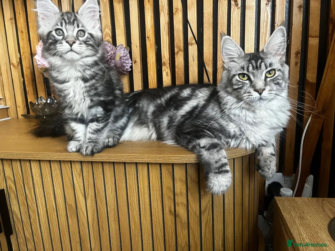 Maine Coon cats for sale: Mulberry’s marvellous creations ❤️ in Lowestoft - Advert 1