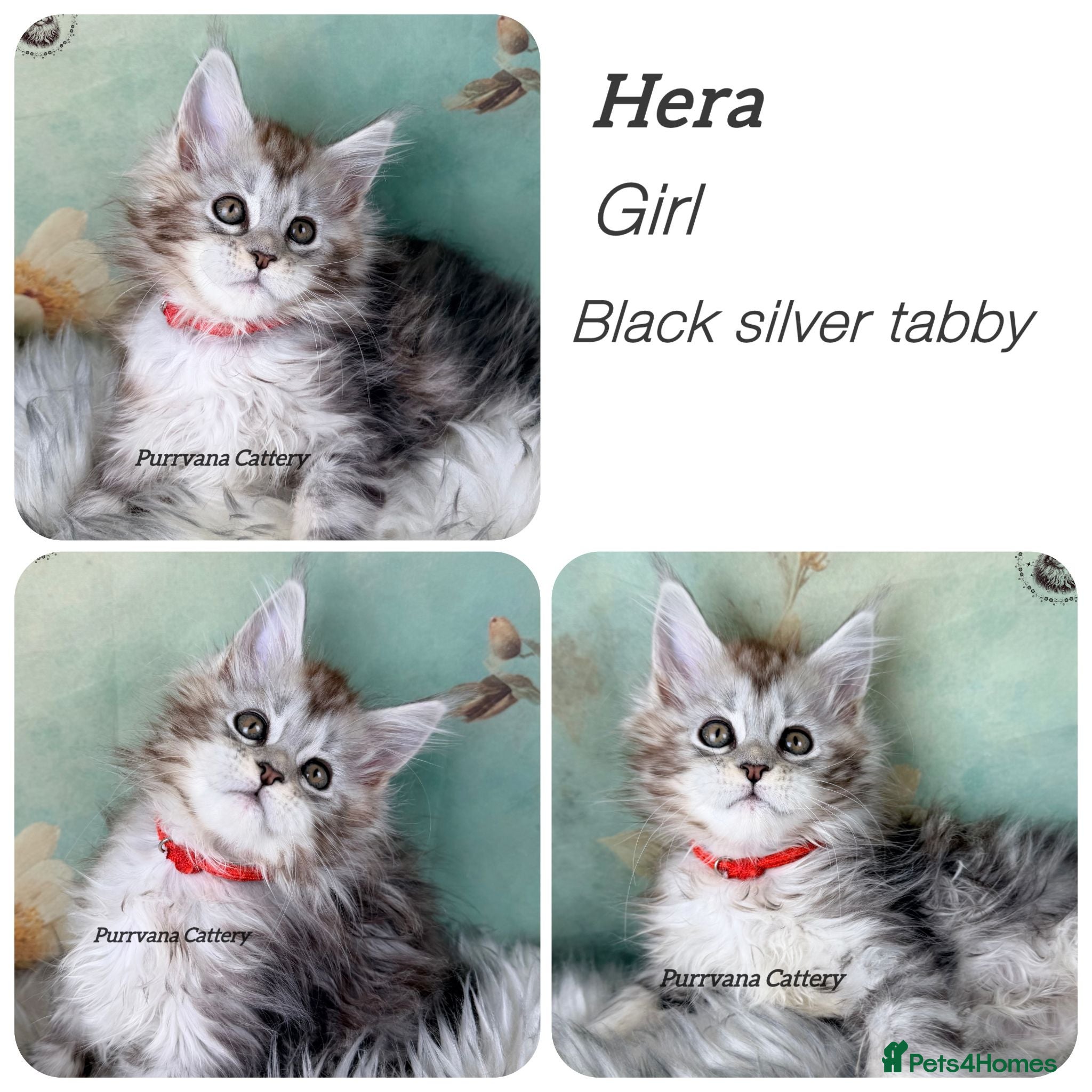 Maine Coon cats TICA registered adorable Maine coon kittens - Advert 2