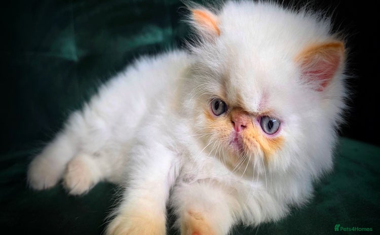 Persian cats - Advert 6