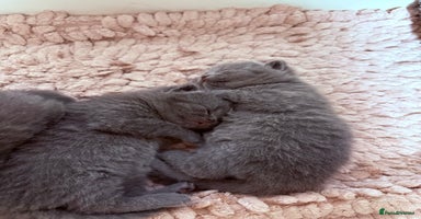 British Shorthair cats - Advert 3