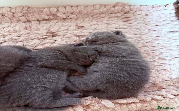 British Shorthair cats - Advert 17