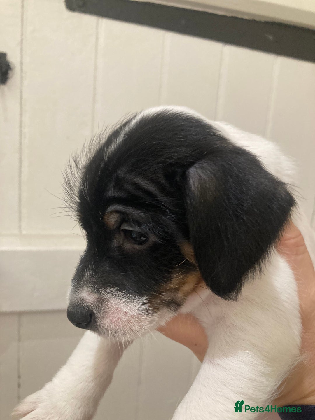 Jack Russell dogs for sale: Jack Russel pups. Two left one girl one boy - Advert 10