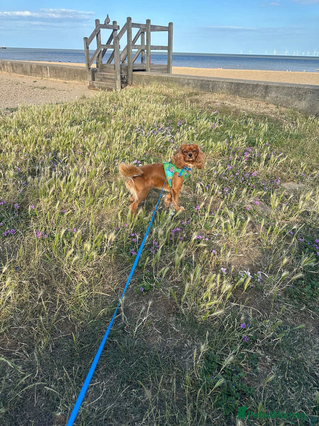 Cavalier King Charles Spaniel dogs for sale: Cavalier King Charles spaniel - Image 4