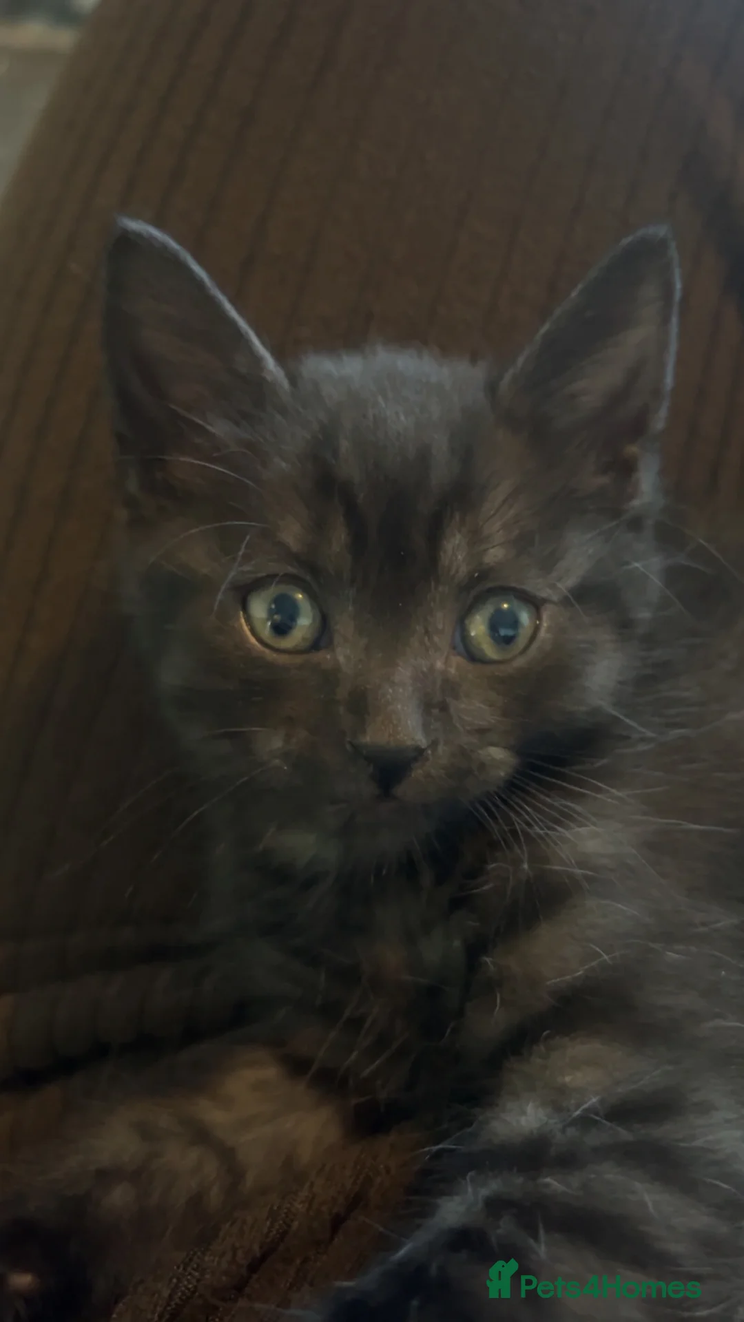 Mixed Breed cats for sale: Mixed kittens  in Bristol - Advert 9