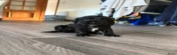 Cocker Spaniel dogs for sale: Show/working cocker spaniels🐶 - Advert 12