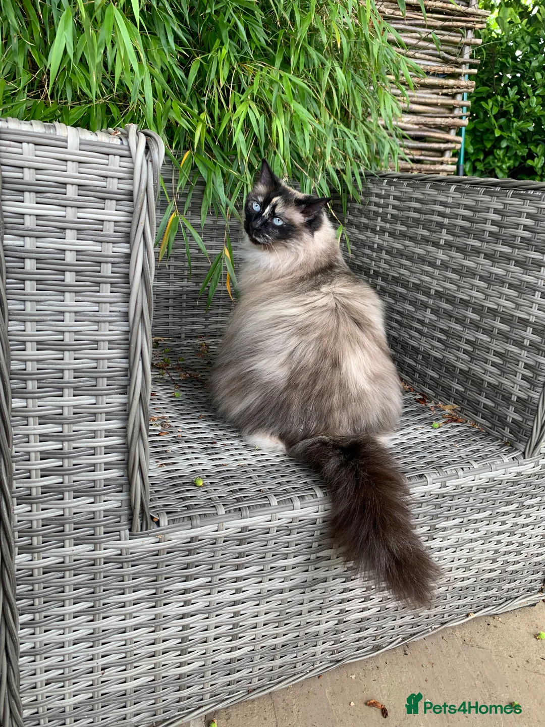 Ragdoll cats for sale: Ragdoll needs a lap.  in Kettering - Advert 2