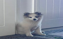 Pomeranian dogs for sale: Girl Pomeranian - Image 5
