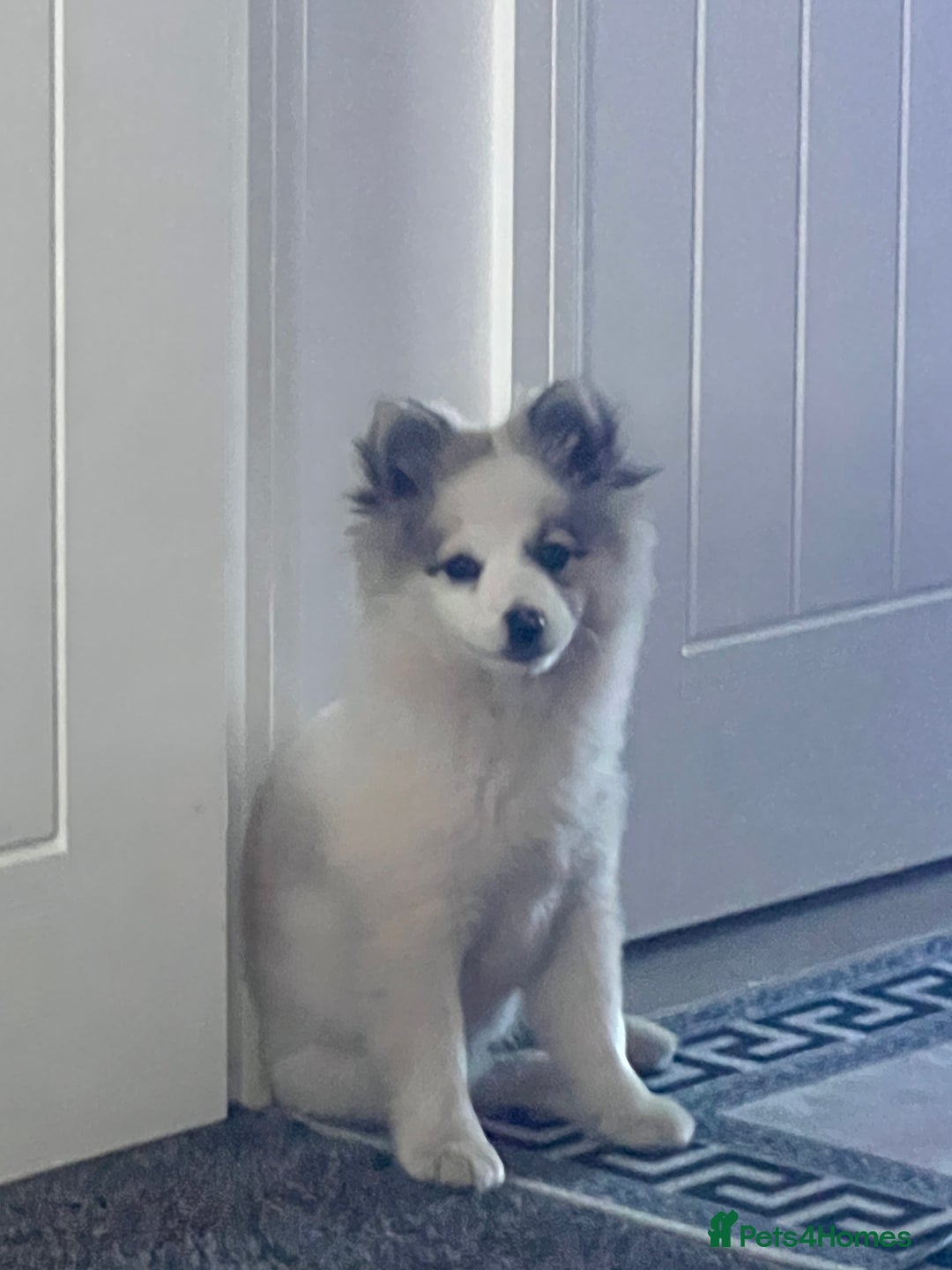 Pomeranian dogs for sale: Girl Pomeranian - Image 5