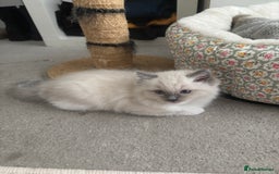 Ragdoll cats for sale: Last two Ragdoll Female kittens for sale  - Image 8
