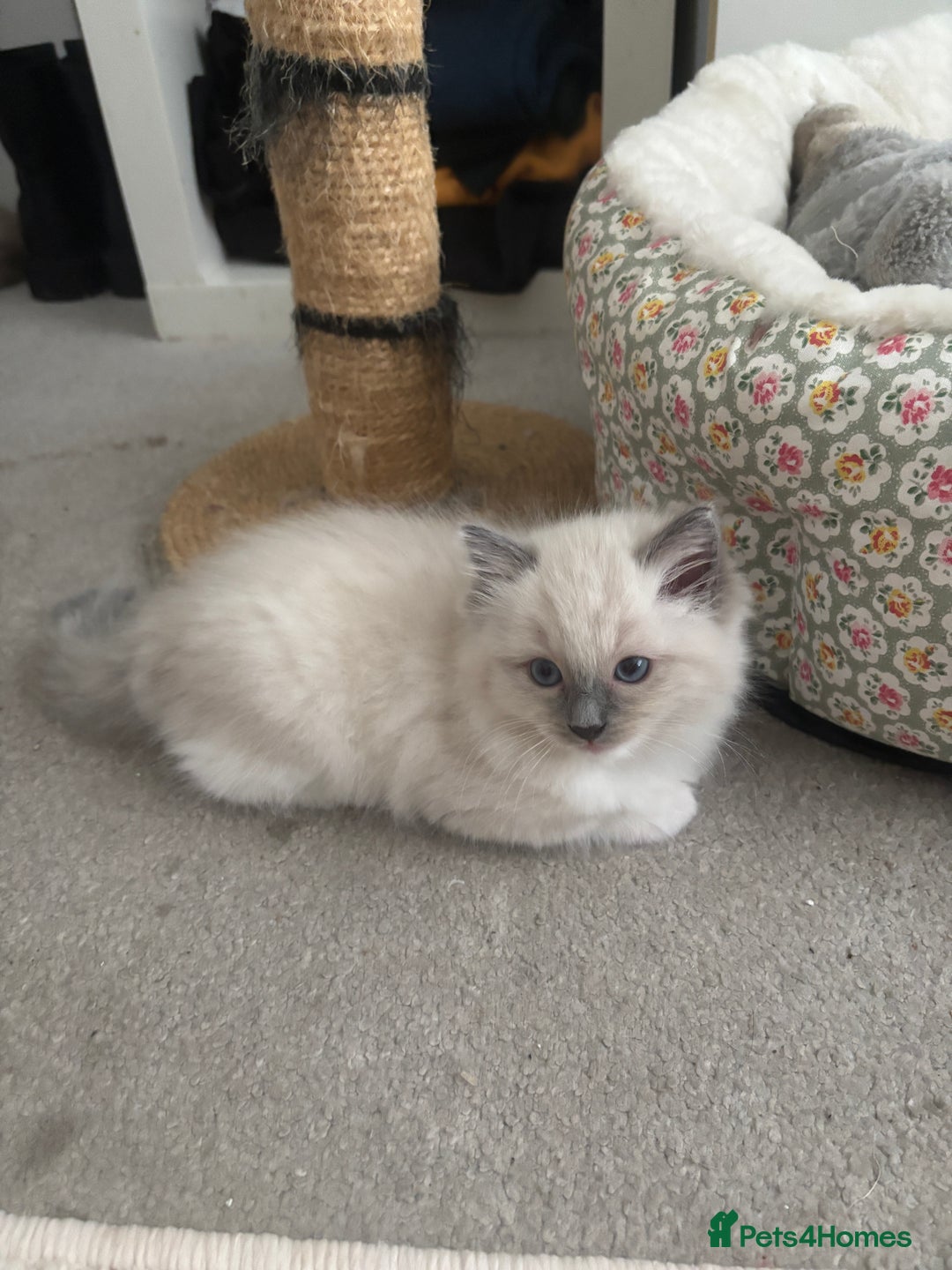 Ragdoll cats for sale: Last two Ragdoll Female kittens for sale  - Image 8