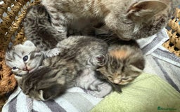 British Shorthair cats for sale: Golden tabby girl  - Image 9