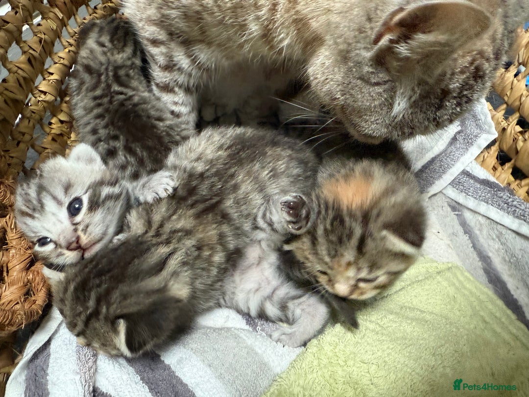 British Shorthair cats for sale: Golden tabby girl  - Image 9
