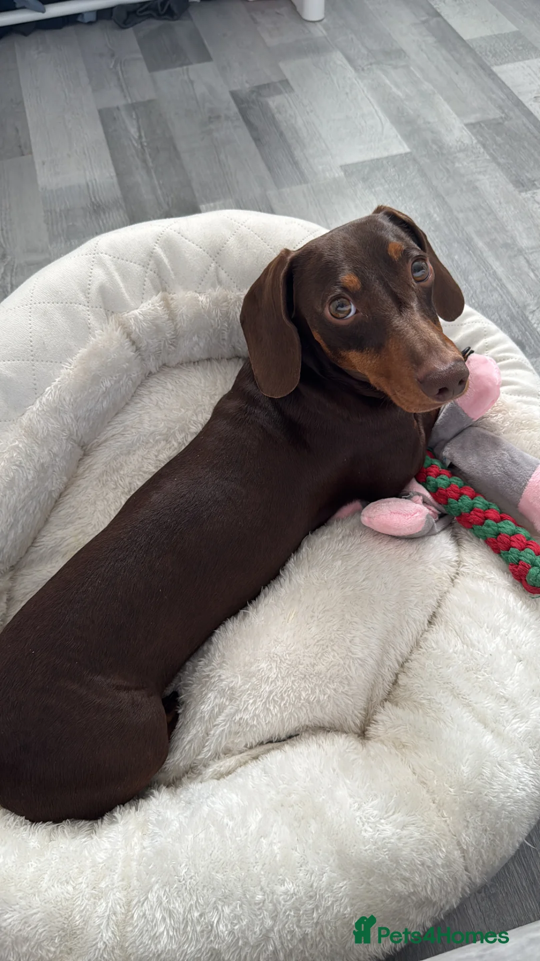 Miniature Dachshund dogs for stud: Miniature Dachshund Stud - Chocolate & Tan 🤎🐾 - Advert 7