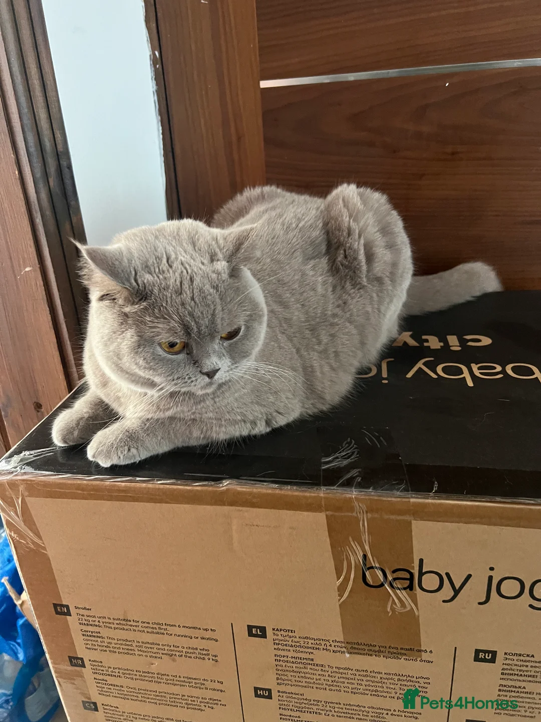British Shorthair cats for sale: British Shorthair Cat - Advert 3