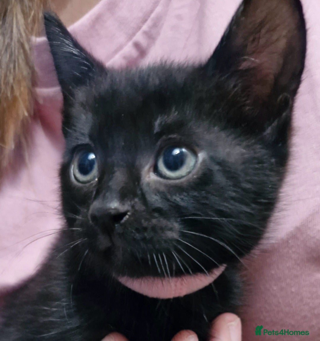 Mixed Breed cats for sale: Kittens  - Image 1