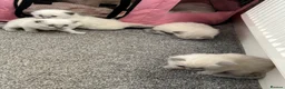 Ragdoll cats for sale: Pure blue point ragdolls  - Advert 9