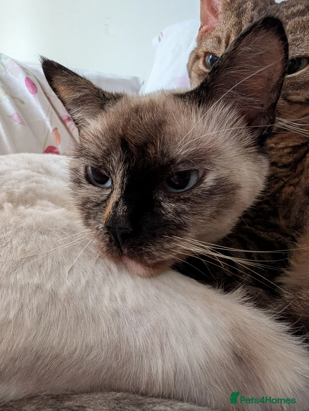 Ragdoll cats for sale: Ragdoll Female looking for a new forever home  - Advert 2