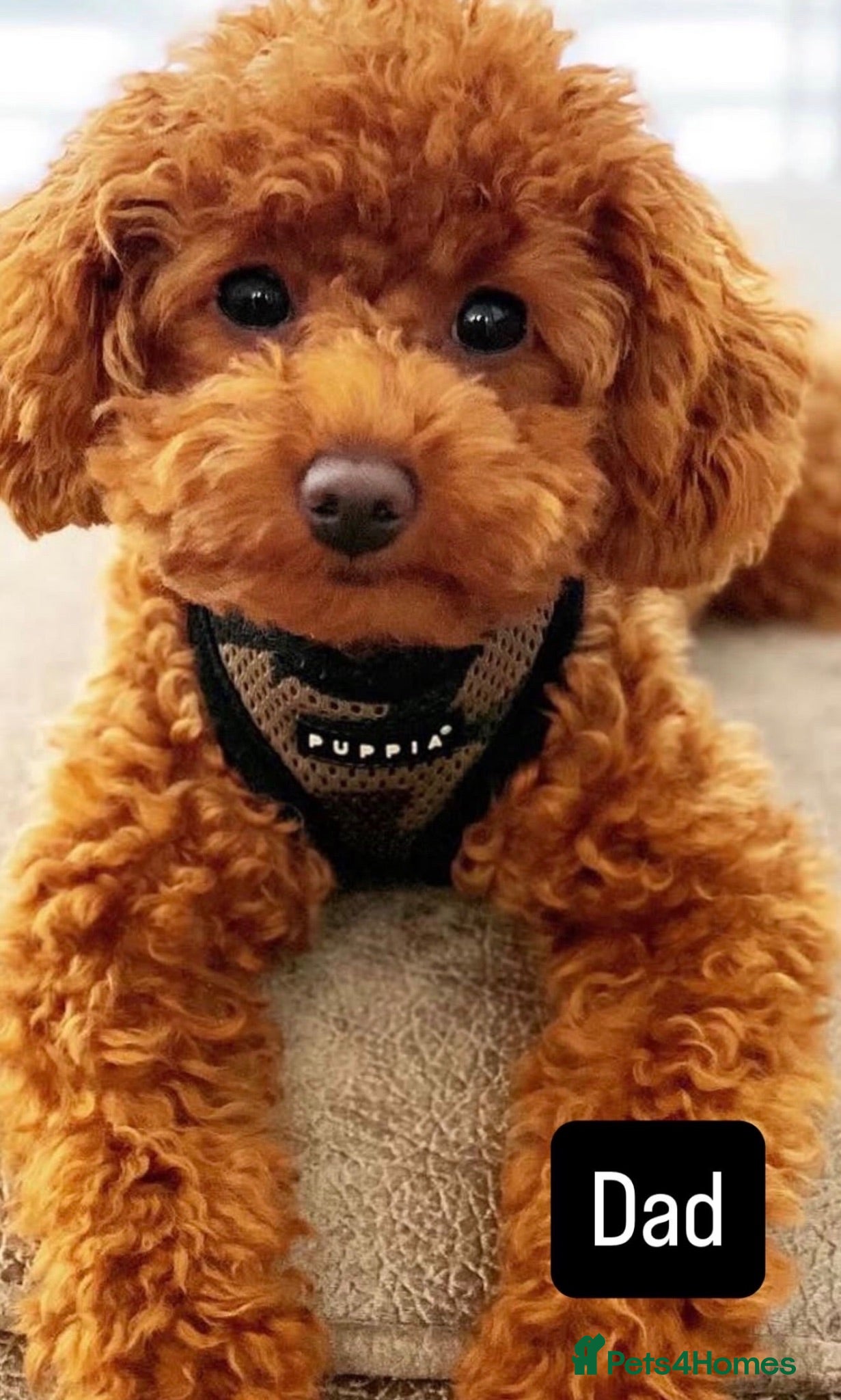 Toy Poodle dogs Asian Tiny Teddy Toy Poodles to Steal Your Heart  - Advert 2