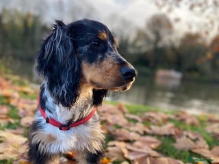 Sprocker dogs - Advert 11