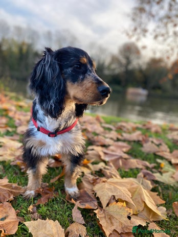 Sprocker dogs - Advert 1