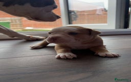 Alapaha Blue Blood Bulldog dogs for sale: IABBR registered Alapaha Blue Blood Bulldogs - Image 20