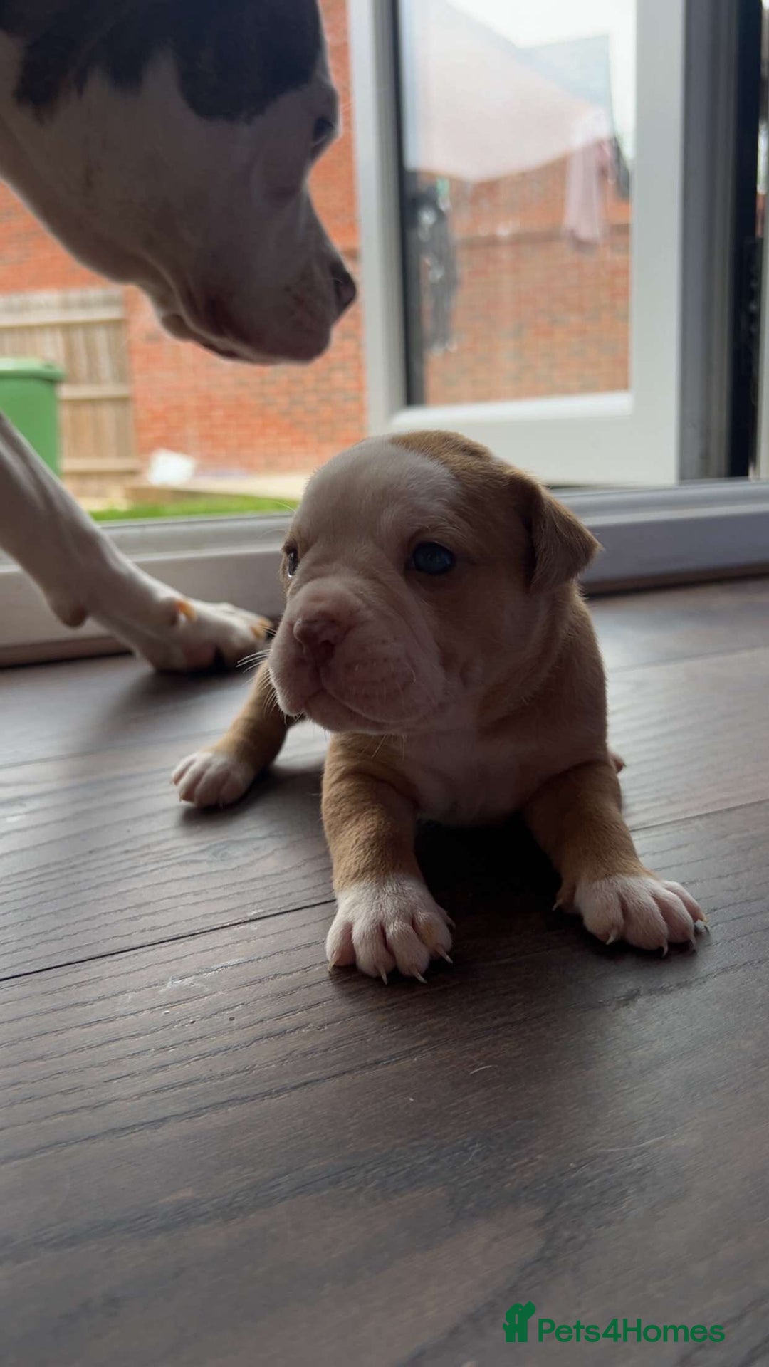 Alapaha Blue Blood Bulldog dogs for sale: IABBR registered Alapaha Blue Blood Bulldogs - Image 20