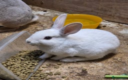 Rex rabbits for sale: Gorgeous rex rabbits - Image 2