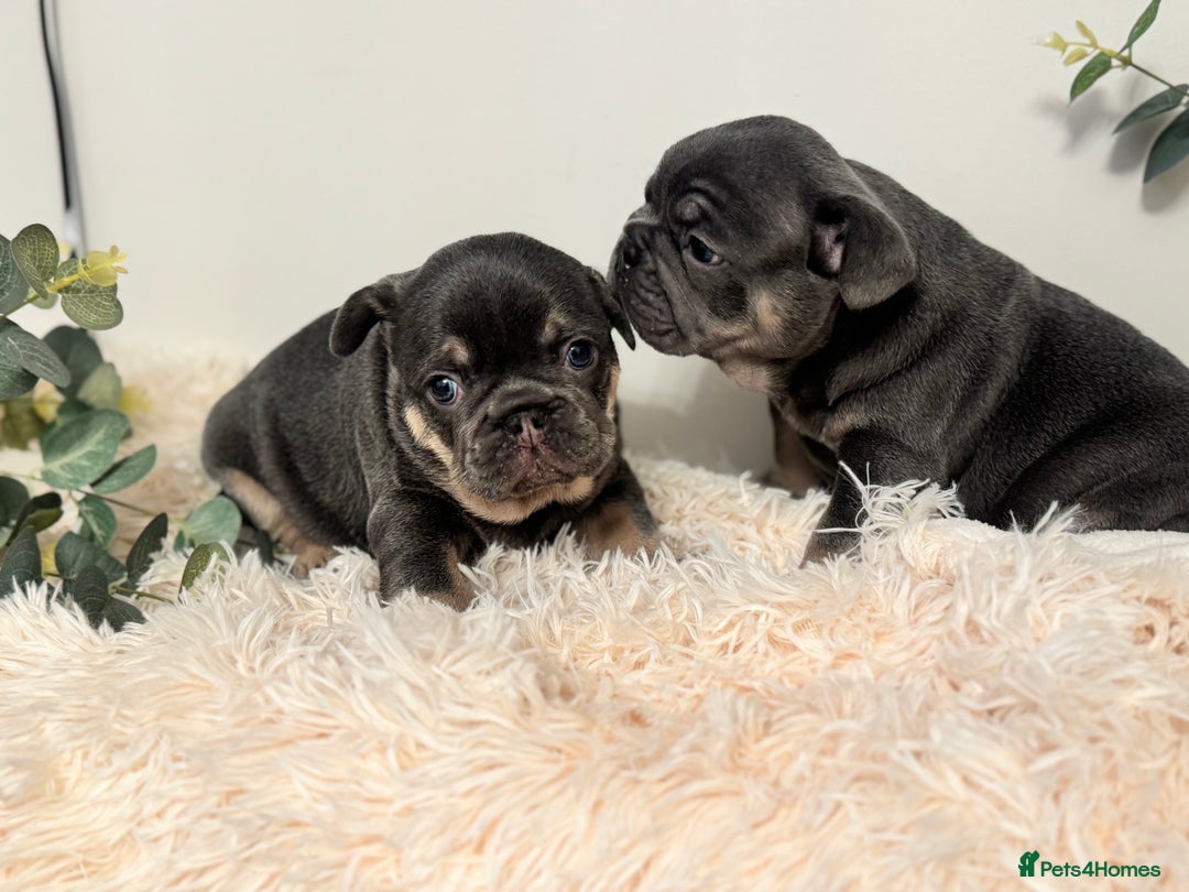 French Bulldog dogs for sale: Beautiful KC Registered French Bulldog Boys  - Advert 3