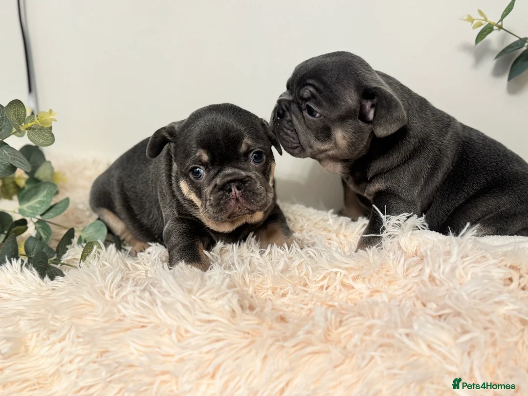 French Bulldog dogs for sale: Beautiful KC Registered French Bulldog Boys  - Advert 3